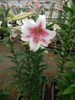 [5157 Triumphator VZ No01.JPG]